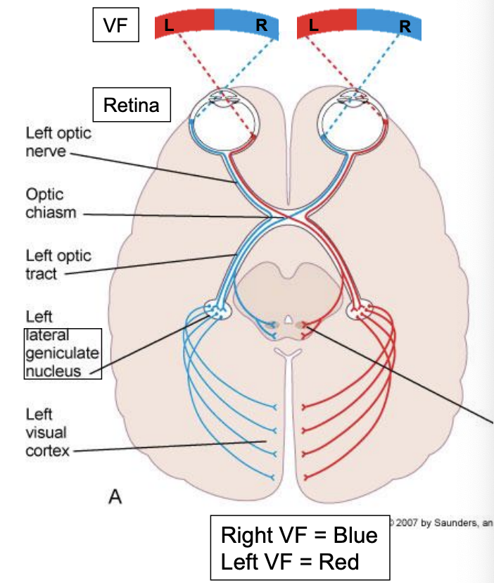 <ul><li><p>information from the right visual field of each eye will end in the left primary visual cortex of the occipital lobe </p></li><li><p>information from the left visual field of each eye will end in the right primary visual cortex of the occipital lobe </p></li><li><p>uses 2 neurons: </p><ul><li><p>1st neuron: from retina to the lateral geniculate nucleus (LGN) of the thalamus </p></li><li><p>2nd neuron": from LGN to primary visual cortex </p></li></ul></li></ul><p></p>