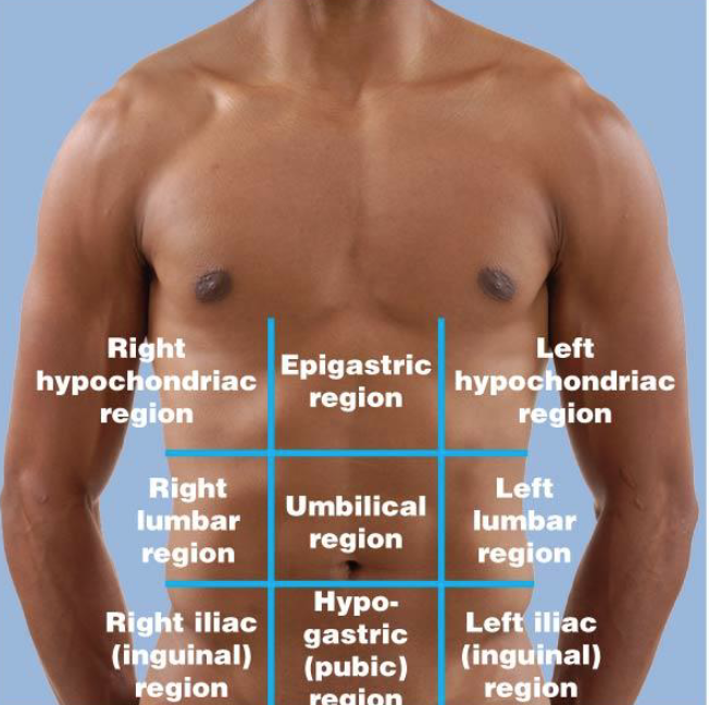 <p>Right:</p><p>Right hypochondriac region</p><p>Right Lumbar region</p><p>Right iliac region</p><p></p><p>Middle:</p><p>Epigastric region</p><p>Umbilical region</p><p>Hypogastric (pubic) region</p><p></p><p>Left:</p><p>Left hypochondriac region</p><p>left lumbar region</p><p>Left Iliac region</p>
