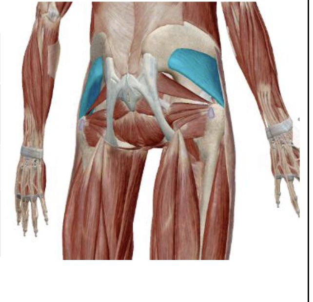 <p>What is the name, origin, and insertion of this muscle?</p>