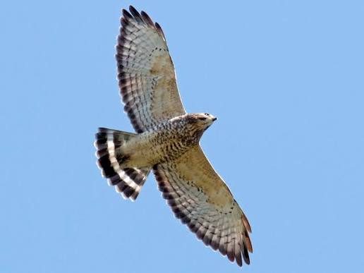 <p>Accipitriformes</p>