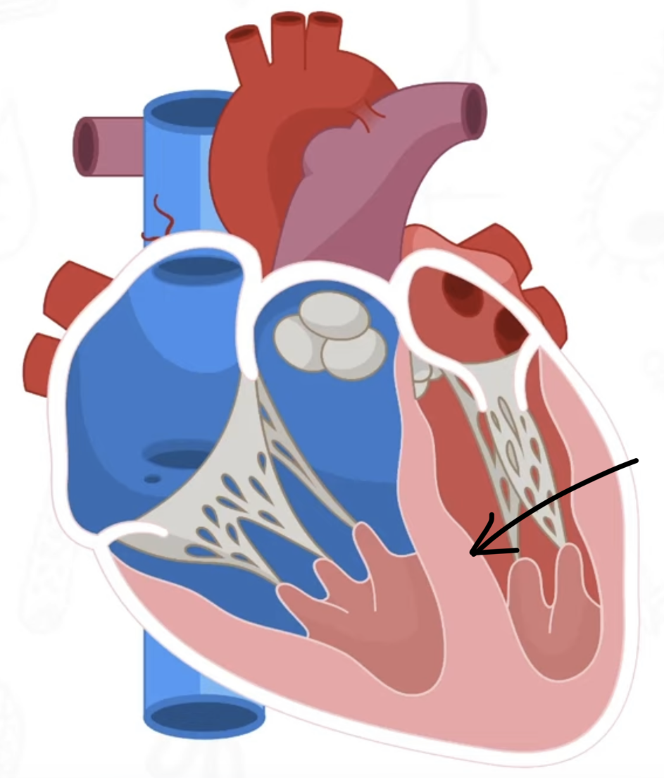 <p>what separates the left and right ventricles </p>
