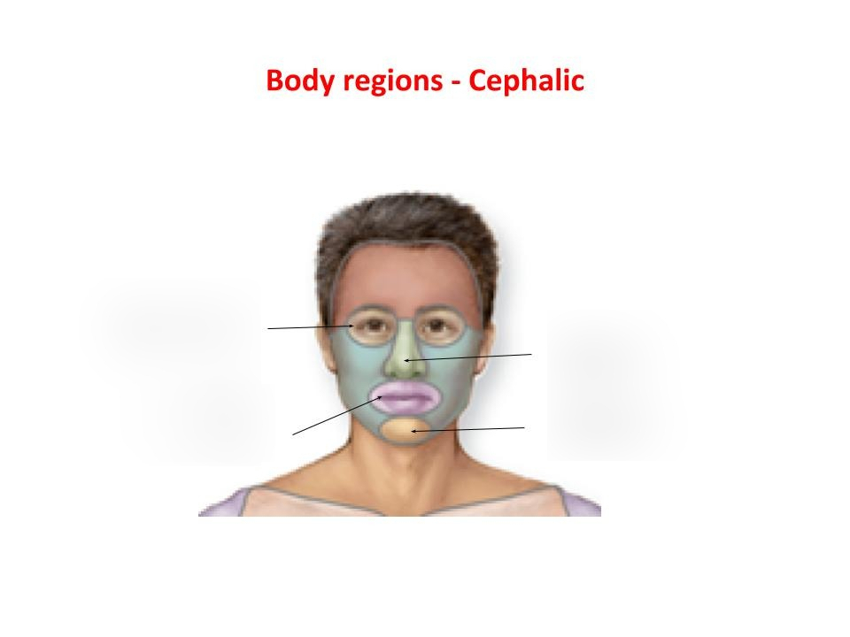 <p>Toward the head or superior end </p>