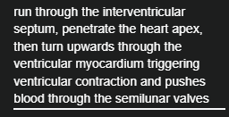 <p>specialized electrical conduction fibers in the heart.</p>
