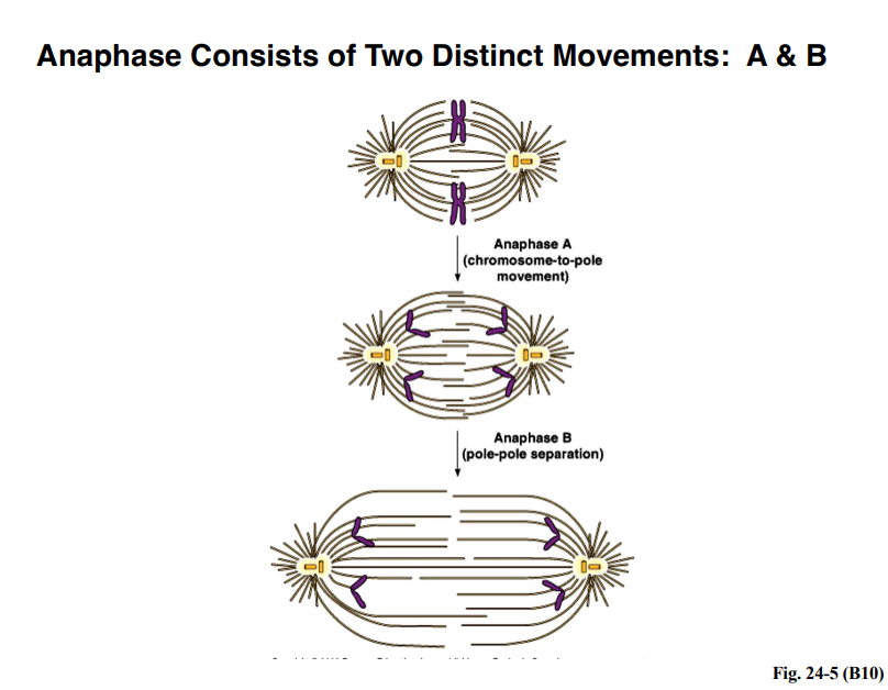 <p><span style="background-color: transparent;"><strong>Anaphase</strong></span></p>