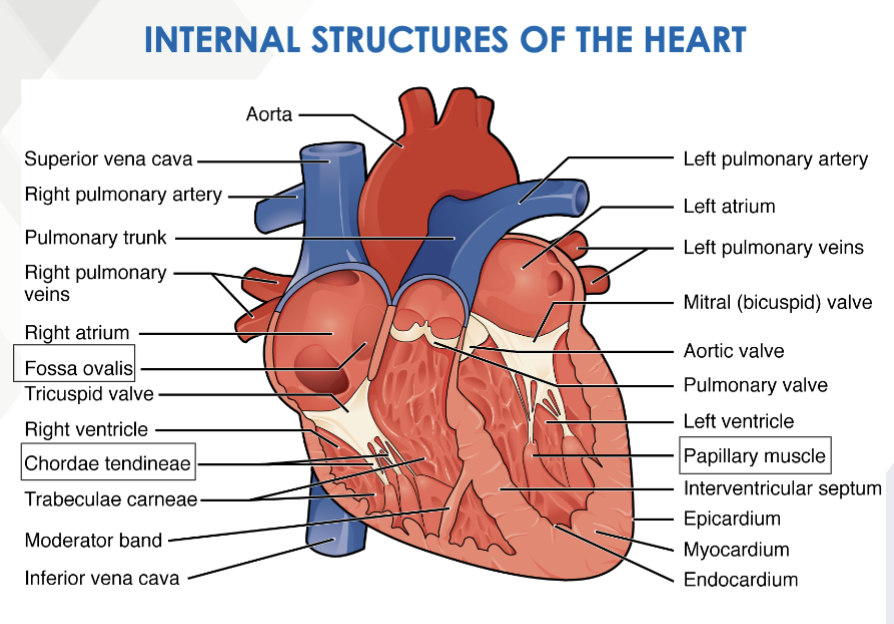 <p>In the fetal development, the opening in fetal heart to bypass the nonfunctional lungs (right → left atrium)</p>