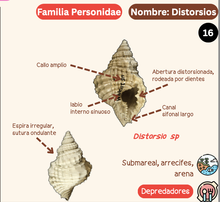 <p><strong>FILO </strong>Mollusca<strong><br>CLASE </strong>Gastropoda<br><strong>SUBCLASE </strong>Caenogastropoda<br><strong>ORDEN </strong>Littorinimorphia<br><strong>FAMILIA </strong>Bursidae<br><strong>GÉNERO </strong><em><u>Distorsio sp</u></em><br><strong>NOMBRE COMÚN </strong>Bursas<strong><br>CARACTERÍSTICAS </strong>Escultura nodosa, 2 varices por vuelta, espira alta, canal sifonal posterior, labios adornados, canal sifonal anterior.<br><strong>RÁDULA </strong>Tenioglossa<strong><br>ALIMENTACIÓN </strong>Depredadores<strong><br>HÁBITAT </strong>Bajo rocas o colonias de coral</p>
