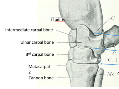 <p>Carpus jt diagram</p>