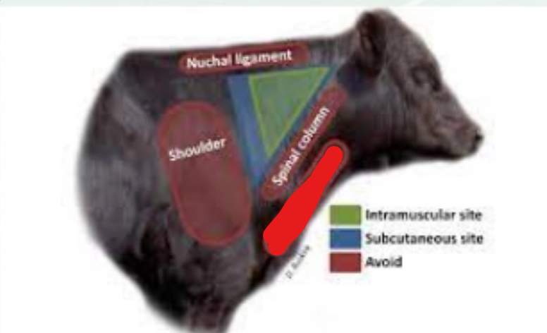 <p>what is it (Bovine Injections)</p>