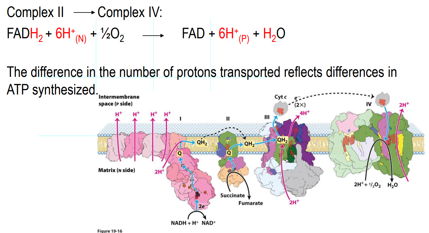 <ul><li><p>The complexes are found embedded in the inner mitochondrial membrane</p></li><li><p>Take a look at BOTH equations</p></li></ul><p></p>