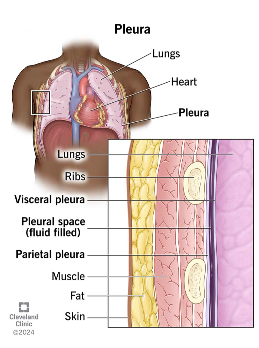 <p>Parietal pleura </p>