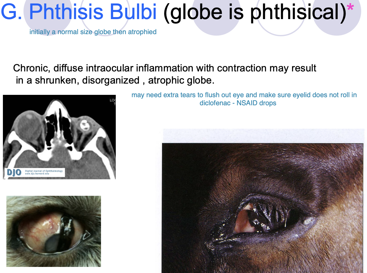 <p>Globe is phthisical.</p><p>was normal at one point.</p><p>chronic, diffuse intraocular inflammation w/ contraction may result in shrunken, disorganized, or atrophic globe.</p>