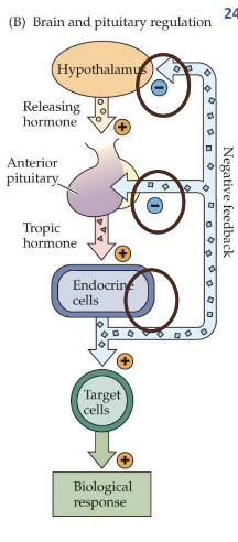 <p>Requires a “middle man,” the endocrine gland has an indirect negative feedback by the hypothalamus and pituitary</p>