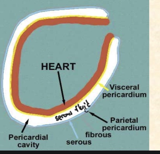 <p>-The pericardium is a serous membrane associated with the pericardial cavity</p><p>.</p><p>- Divided into:</p><p>epicardium (inner visceral layer) and pericardium (outer parietal layer)</p>
