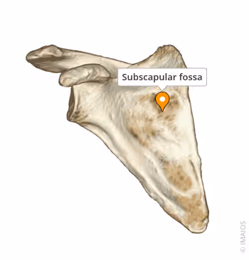 <p>Subscapular Fossa </p>
