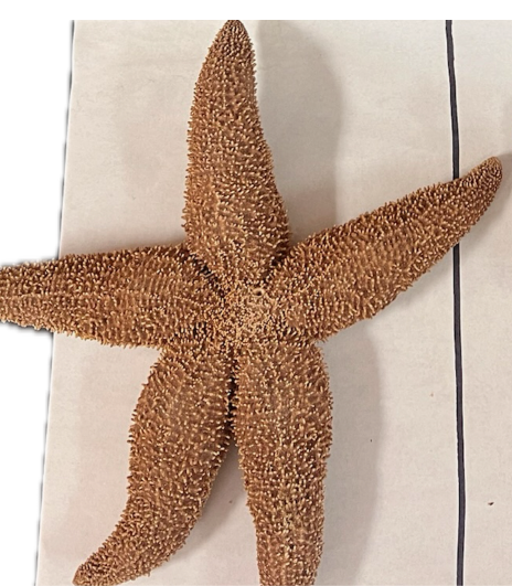 <p>What side of the starfish is this?</p>