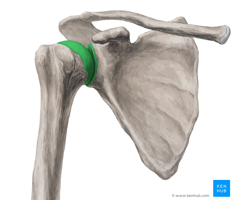 <p>What is the glenohumeral joint, and what's it known for?</p>