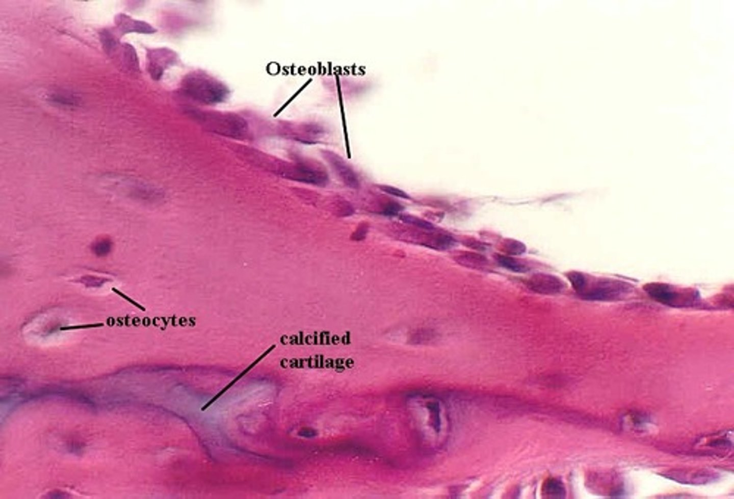 <p><span style="color: rgb(173, 229, 178);">secrete type I collagen to produce a matrix to be calcified</span></p>