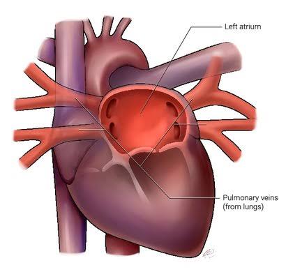<p>4</p><ul><li><p>4 pulmonary veins connected to the left atrium</p><ul><li><p>Right Superior</p></li><li><p>Right Inferior</p></li><li><p>Left Superior</p></li><li><p>Left Inferior</p></li></ul></li></ul><p></p>