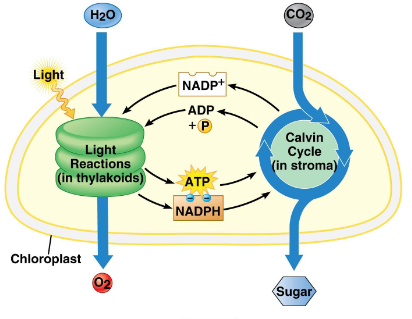 <ul><li><p>Light reactions:</p><ul><li><p>In the thylakoids</p></li><li><p>The capture of light energy</p></li></ul></li><li><p>Calvin Cycle</p><ul><li><p>In the stroma</p></li><li><p>Carbon fixation</p></li></ul></li></ul><p></p>