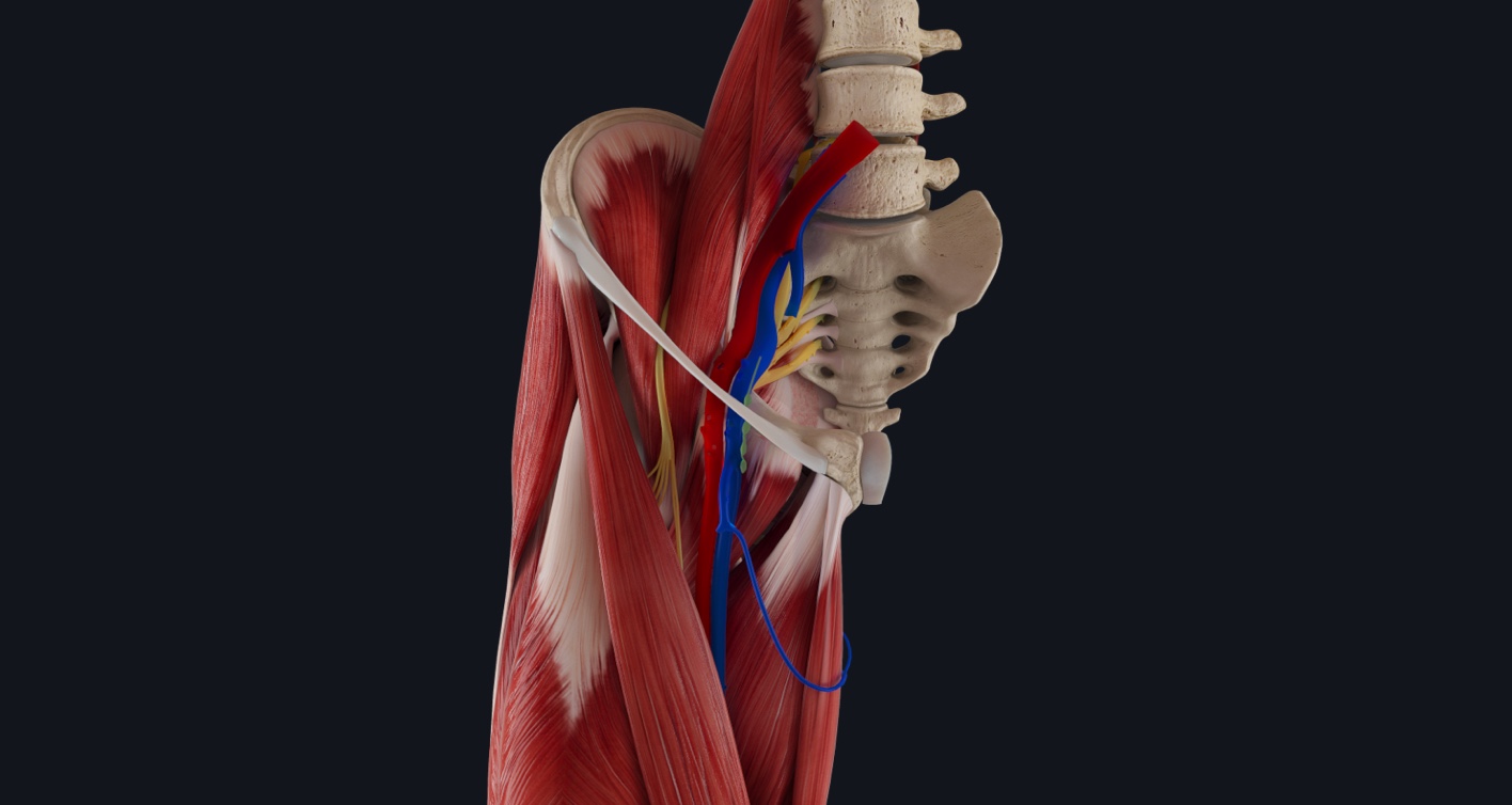 <p>o Boundaries</p><p><span data-name="black_small_square" data-type="emoji">▪</span> Inguinal ligament: Superior</p><p><span data-name="black_small_square" data-type="emoji">▪</span> Adductor longus: Medially</p><p><span data-name="black_small_square" data-type="emoji">▪</span> Sartorius: Laterally</p><p>o Floor: Iliopsoas and Pectineus</p><p>o Roof: Skin and Fascia of the thigh</p><p>o Contents</p><p><span data-name="black_small_square" data-type="emoji">▪</span> Femoral nerve</p><p><span data-name="black_small_square" data-type="emoji">▪</span> Femoral artery</p><p><span data-name="black_small_square" data-type="emoji">▪</span> Femoral vein</p>