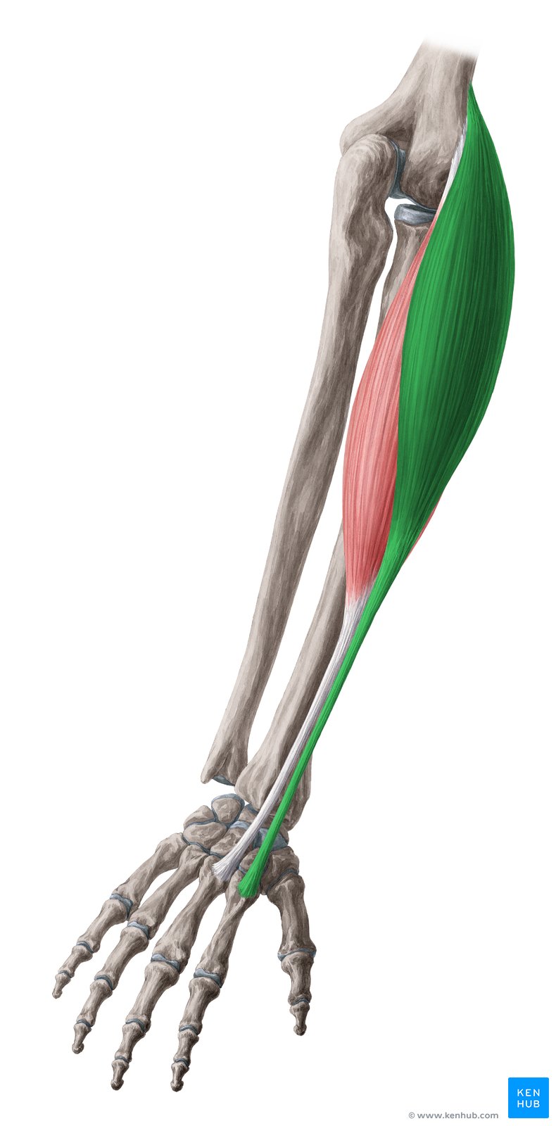 <p><span>M. extensor carpi radialis longus</span></p><p><span>Ursprung, Ansatz, Funktion</span></p>