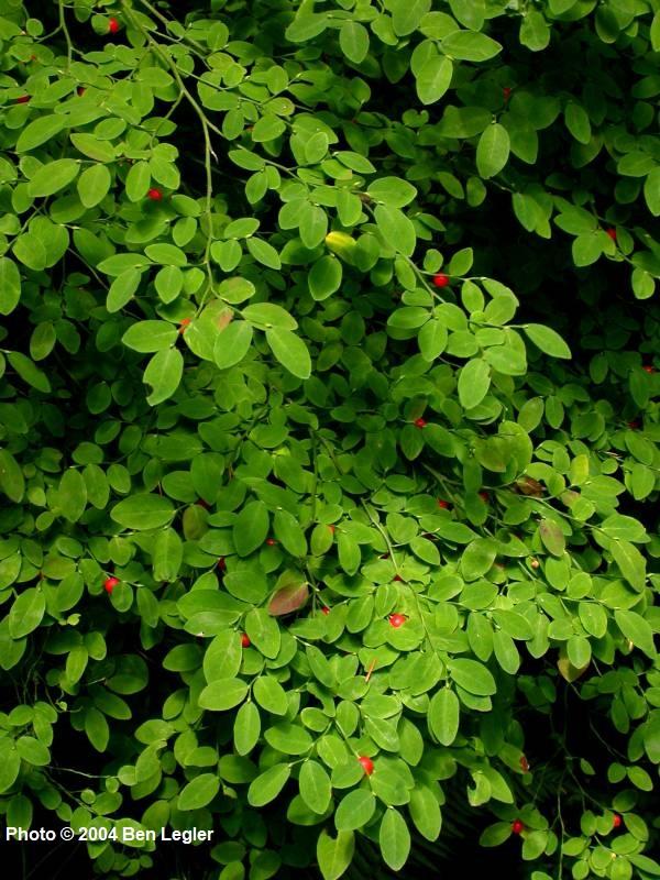 <p>Vaccinium parvifolium </p>
