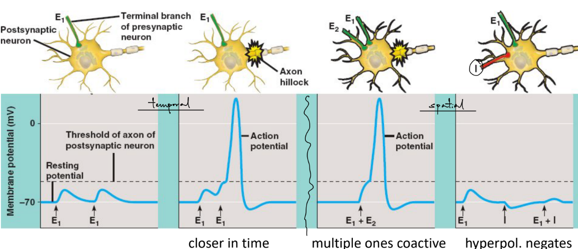 <p>a neuron’s decision to fire or not is determined by the SPATIAL and TEMPORAL summation of <u>graded, <mark data-color="blue" style="background-color: blue; color: inherit;">synaptic</mark></u><mark data-color="blue" style="background-color: blue; color: inherit;"> </mark>potentials at the <u>AIS (axon initial segment)/axon hillock</u> (which has a high density of VSSCs aka VGSCs &amp; other proteins)</p><ul><li><p><strong>temporal</strong>: 1 pre- neuron firing in close in time (aka same neuron at different times) → compound EPSP</p></li><li><p><strong>spatial</strong>: multiple pre- neurons at different locations firing simultaneously (aka same time at different locations) → larger peak EPSP</p></li></ul><p>__</p><p>true (IPSPs can cancel out EPSPs to prevent firing)</p><p>_</p><p>true</p>