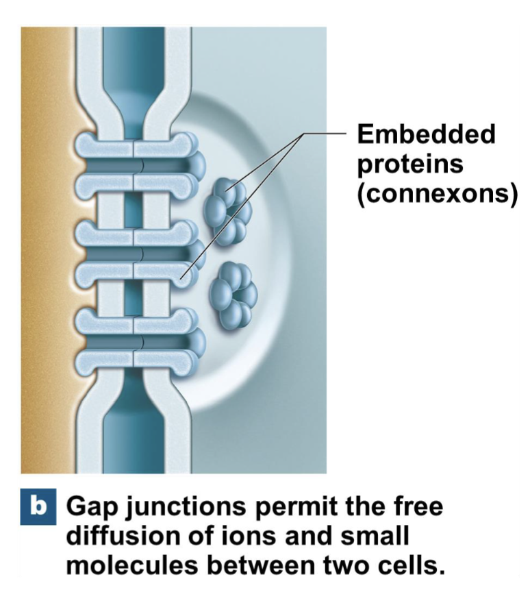 <p>Allow communication between cells</p>