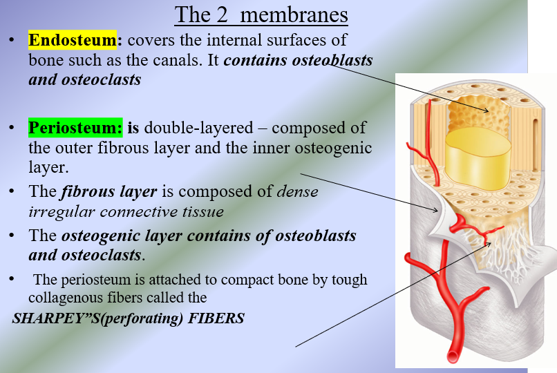 <ol><li><p>Endosteum → covers the internal surfaces of bone such as the canals</p><ul><li><p>Contains osteoblasts and osteoclasts</p></li></ul></li><li><p>Periosteum → double layered, composed of outer fibrous layer and the inner osteogenic layer</p><ul><li><p>Fibrous layer → composed  of dense irregular CT</p></li><li><p>Osteogenic layer → contains osteoblasts and osteoclasts </p></li><li><p>Attached to compact bone by tough, collagenous fibers (Sharpey’s perforating fibers)</p></li></ul></li></ol><p></p>