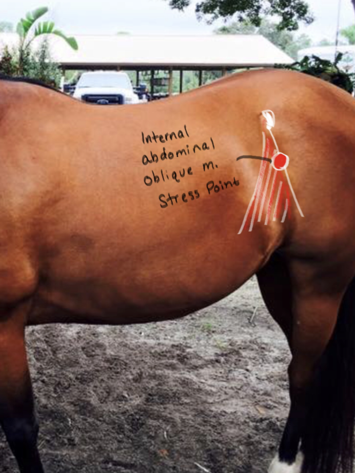 <p>Internal Abdominal Oblique muscle; lateral bending and contracts abdomen.</p>