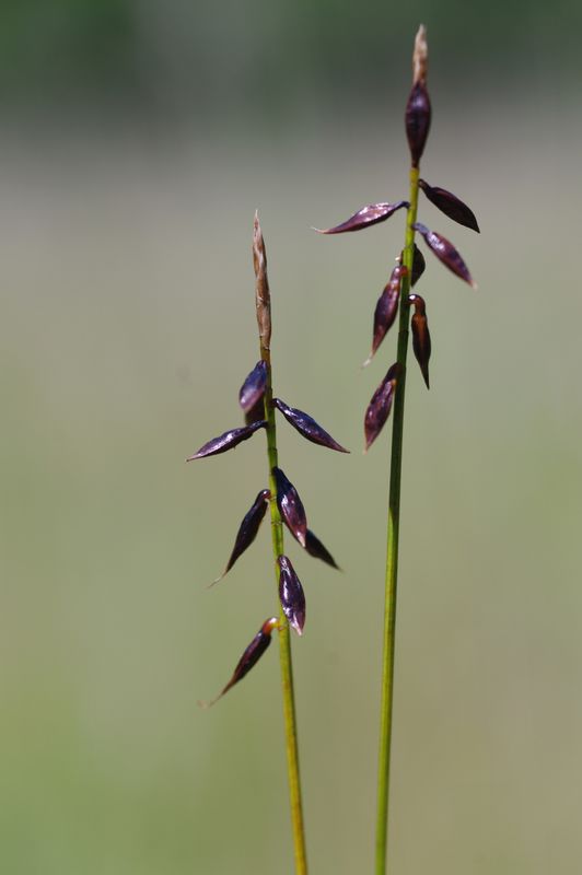 <p>needly, thin leaves</p>