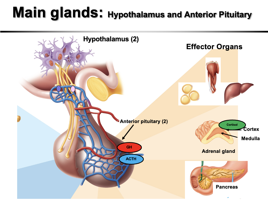 <p>The main endocrine glands involved in exercise regulation are:</p><p><strong>Hypothalamus</strong></p><ul><li><p>Neuroendocrine control center</p></li><li><p>Links <strong>nervous system → endocrine system</strong></p></li><li><p>Stimulates the <strong>pituitary gland (hypophysis)</strong> and activates the <strong>sympathetic nervous system</strong></p></li></ul><p><strong>Pituitary gland</strong></p><ul><li><p>Called the <strong>“master gland”</strong></p></li><li><p>Releases hormones that control other endocrine glands</p></li><li><p>Important for exercise responses (e.g., <strong>ACTH, growth hormone</strong>)</p></li></ul><p><strong>Adrenal glands</strong></p><ul><li><p>Sit on top of kidneys</p></li><li><p><strong>Adrenal medulla:</strong> releases <strong>epinephrine &amp; norepinephrine</strong> (fight-or-flight, ↑ HR, ↑ blood glucose)</p></li><li><p><strong>Adrenal cortex:</strong> releases <strong>cortisol</strong> (mobilizes energy)</p></li></ul><p><strong>Pancreas</strong></p><ul><li><p>Regulates <strong>blood glucose during exercise</strong></p></li><li><p><strong>Insulin:</strong> lowers blood glucose</p></li><li><p><strong>Glucagon:</strong> raises blood glucose</p></li></ul><p><strong>Key idea:</strong><br>During exercise, these glands work together to <strong>mobilize energy, regulate blood glucose, and maintain homeostasis.</strong></p>