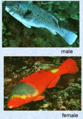 <p>Parrotfish</p>