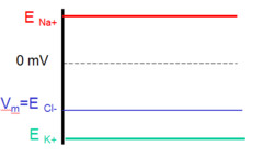 <p>The membrane potnetial will determin the concentration of Cl-, instead of the Cl- determing the membrane potential.</p>