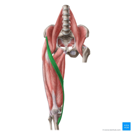 <p>What multiarticular / biarticular muscle?</p>
