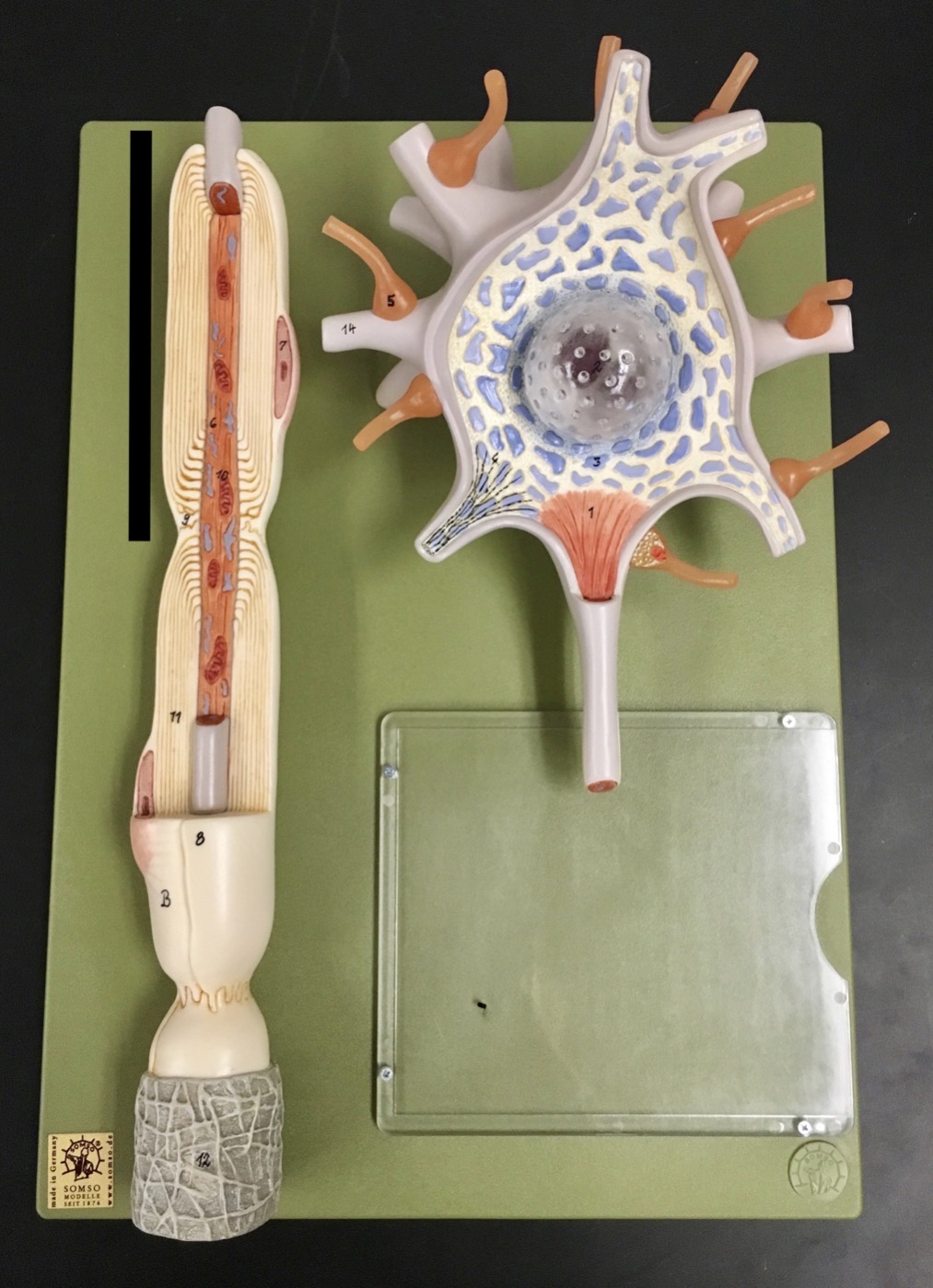 <p><span>Identify the type of cell next to the vertical black line.</span></p>