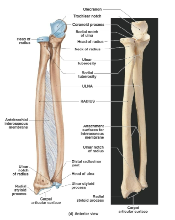 <p>Anatomical term for the<strong> forearm</strong> containing the <strong>radius and ulna</strong></p><ul><li><p><strong>Radius:</strong> Forearm bone located<strong> laterally on the thumb side</strong> in anatomical position</p></li><li><p><strong>Ulna: </strong>Forearm bone located<strong> medially</strong> and primarily responsible for<strong> forming the elbow</strong></p></li></ul><p></p><p><strong>Proximal ends </strong>of radius and ulna <strong>articulate </strong>with the <strong>humerus</strong> <em>(brachium)</em></p><p><strong>Distal ends</strong> <strong>articulate </strong>with the <strong>carpus </strong><em>(wrist)</em></p><p>The radius and<strong> </strong>ulna <strong>articulate with each other</strong> <strong>both proximally and distally </strong>at the<strong> proximal, distal and radioulnar joints</strong></p><p></p><p>Both share a <strong>Interosseous membrane</strong> connecting the radius and ulna<strong> along their lengths</strong></p>