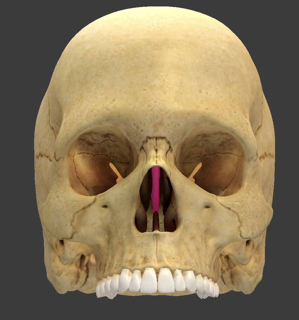 <p>bone/structure highlighted in pink</p>