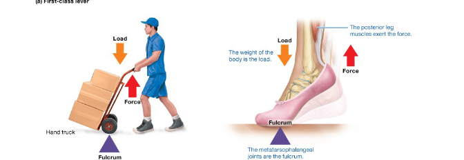 <p><span style="background-color: transparent;">Weight of body part between joint and tension generated</span></p><p><span style="background-color: transparent;">&nbsp;load in middle force applied to one side and Fulcrum is on the other</span></p><p><span style="background-color: transparent;">Uncommon, usually only in toes, ex. the ankle joint (talocrural joint)</span></p>