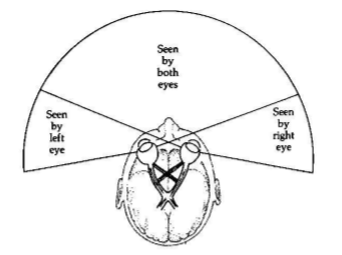<ul><li><p>includes objects we can see without left eye, both eyes, or our right eye</p></li></ul><p></p>