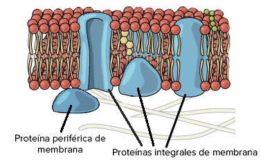 <p>Proteínas <span><strong><mark data-color="#e7f70d" style="background-color: rgb(231, 247, 13); color: inherit;">intrínsecas&nbsp;</mark></strong>de</span> la membrana que están físicamente <strong>incrustadas </strong>en la bicapa de los fosfolípidos (transmembranales) o unidas covalentemente a un lípido.</p>