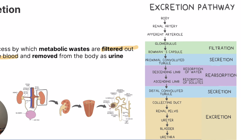 <p>Process by which metabolic wastes are filtered out of the blood and removed from the body as urine </p>