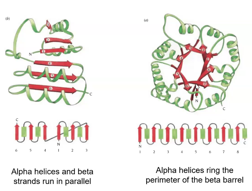 <p>repeats of alpha beta strand </p><p>frequent domains</p><p>ex: leucine rich repeats</p><p>inner beta sheet, out alpha helices</p><p></p>