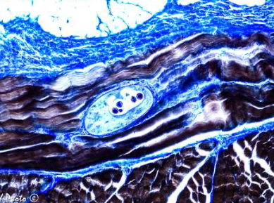 <p>Identify the Phylum &amp; name</p>