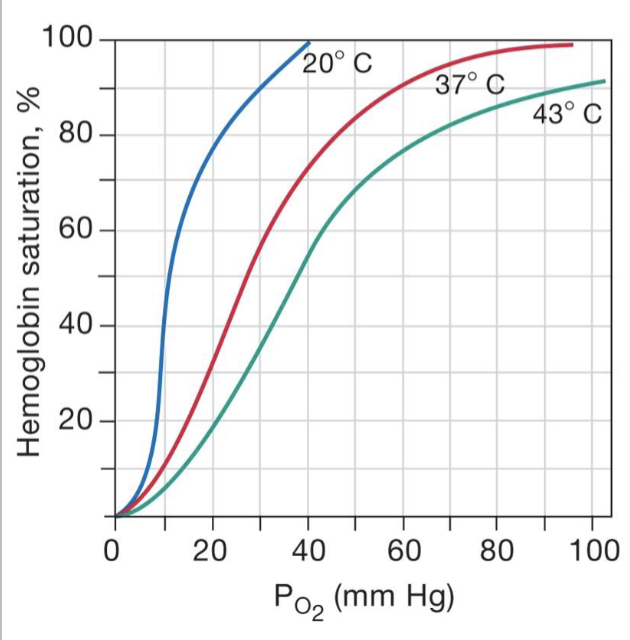 <ul><li><p>at high P<sub>CO2</sub>, CO2 binds reversibly to Hb to form a carbaminohemoglobin molecule</p></li><li><p>causes for increased CO2 come from increased muscle activity that forces muscle respiration to increase which results in an increased CO2; or problems with ventilation</p></li></ul><p></p>