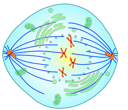 <p>Name the phase of mitosis and label the diagram with the following terms: Chromosomes, centrioles, centromere, kinetochore microtubules, polar microtubules, telomeres, chromatids</p>