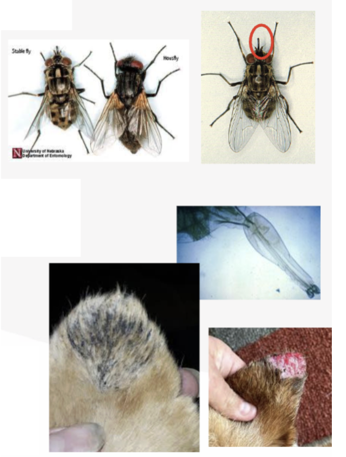 <p>What is the common name of this fly?</p>