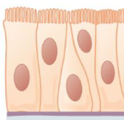 <p>pseudostratified</p>