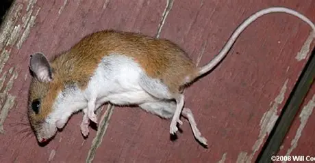<p>White-footed and Deer Mice</p>