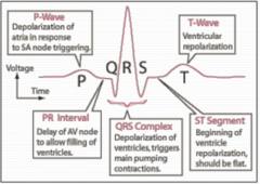 <p>The time from the beginning of ventricular depolarization (QRS complex) to the end of ventricular repolarization (T wave), reflecting the duration of a single ventricular action potential.</p>